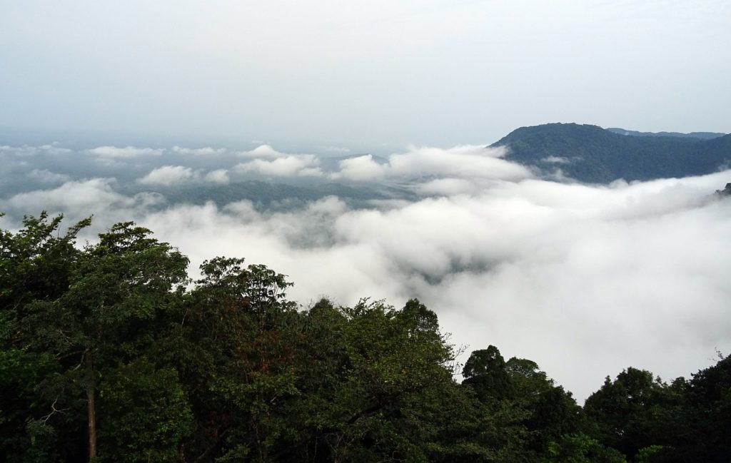 Agumbe rain forest
