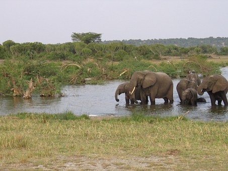Elephants spotting in Kabini jungle safari  is one of the best weekend getaways from Bangalore