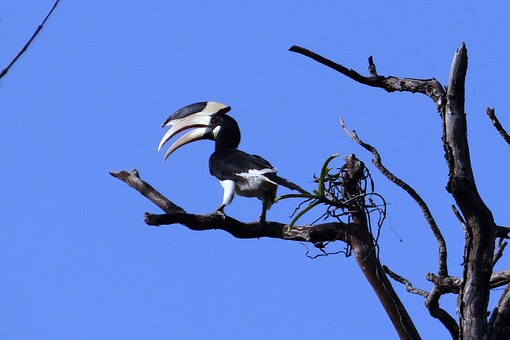 hornbill-in-dandeli-forest