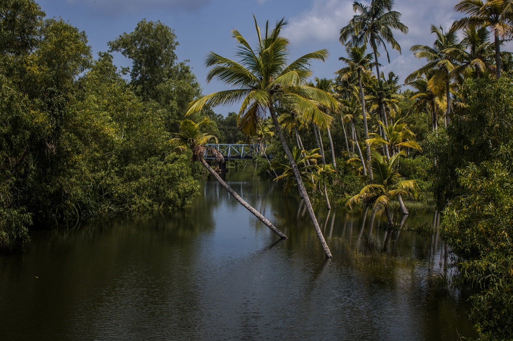 palm trees next to back waters in Kerala