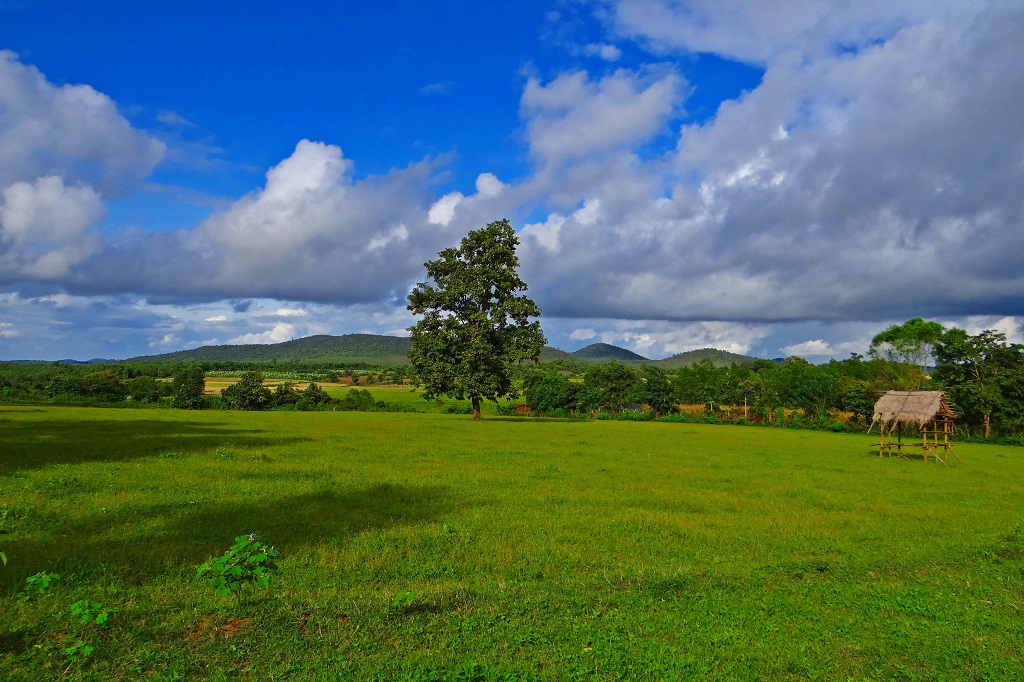 paddy field cultivation in Banavasi is one of the best places To Visit In Uttara Kannada