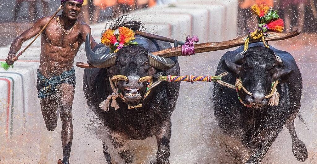 Kambala buffalo race in coastal regions of Karnataka