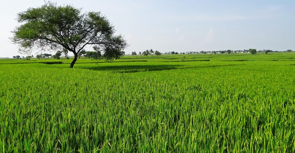 Paddy fields in Shimoga - the rice bowl of Karnataka