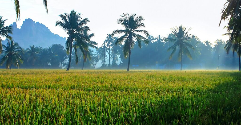 Palm trees and Paddy fields In Shimoga
