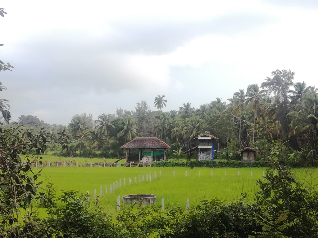 paddy fields on the trekking route from nirvana beach to kagal fort hills trek